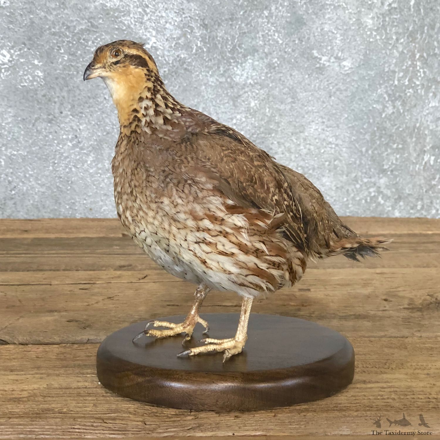 Bobwhite Quail Bird Mount For Sale #19796 @ The Taxidermy Store