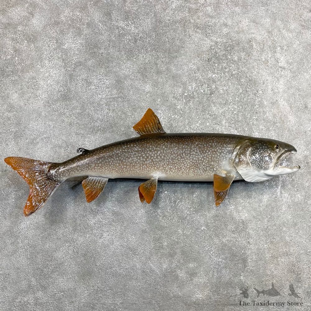 Lake Trout Freshwater Fish Mount For Sale #24399 @ The Taxidermy Store