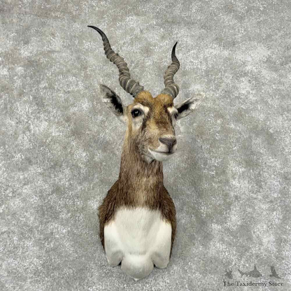 India Blackbuck Shoulder Mount For Sale #32079 @ The Taxidermy Store