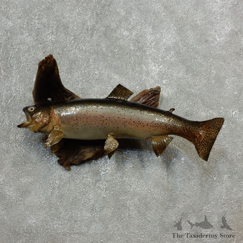 Rainbow Trout Fish Mount For Sale #17778 @ The Taxidermy Store