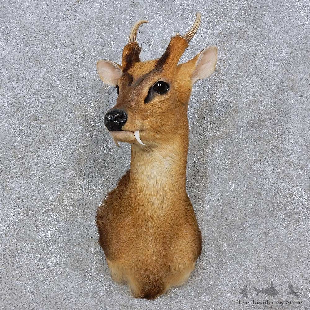Reeves Muntjac Shoulder Mount For Sale #15259 @ The Taxidermy Store