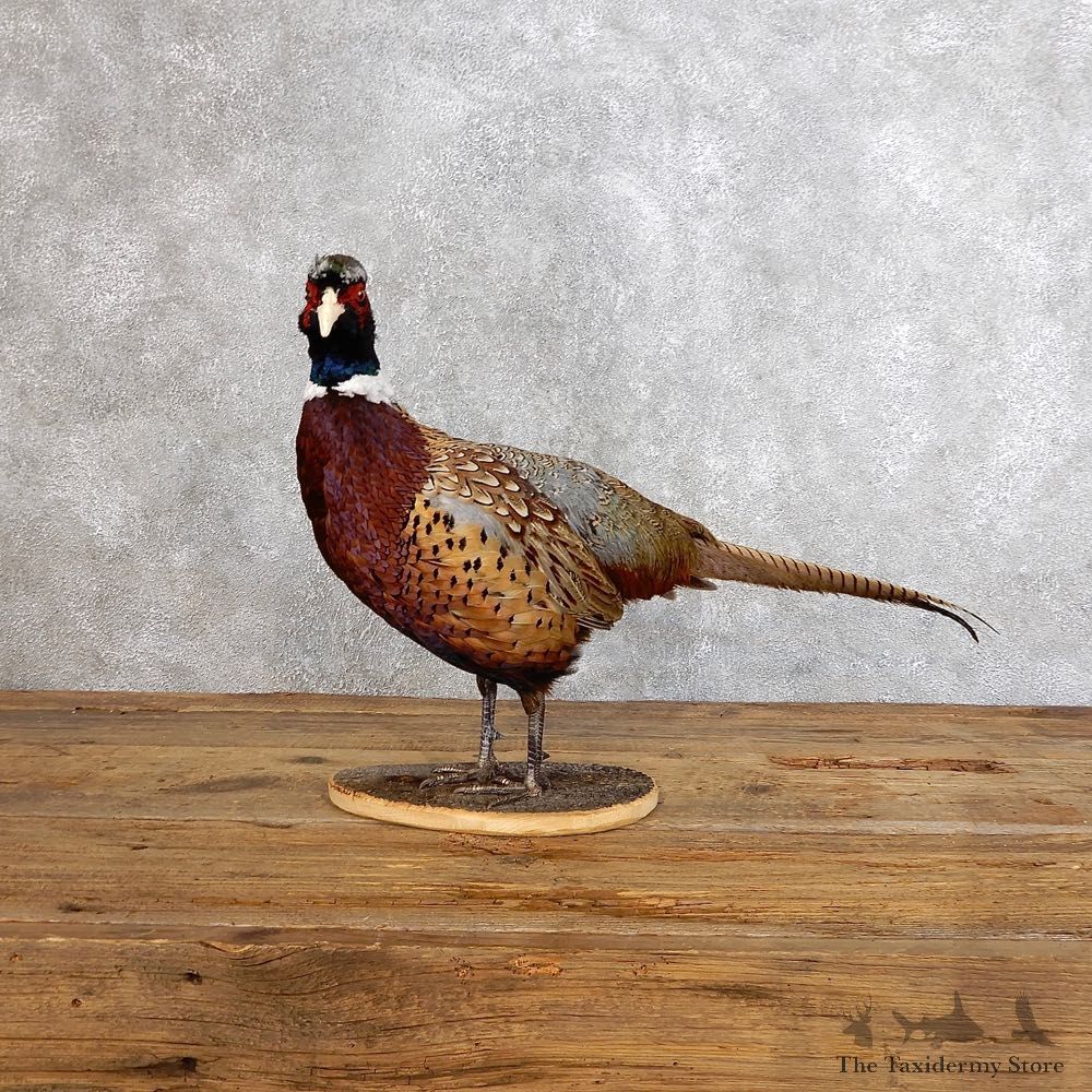 Ringneck Pheasant Bird Mount For Sale #18563 @ The Taxidermy Store