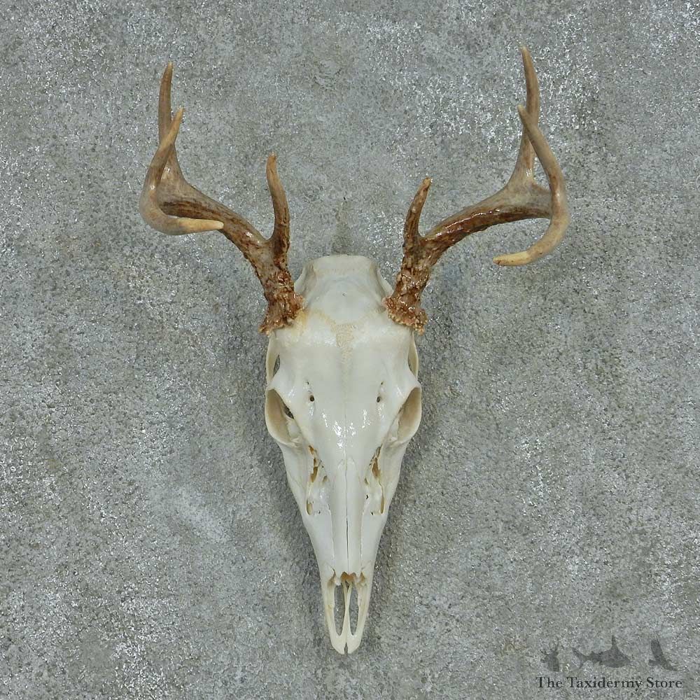 Whitetail Deer Skull & Antler European Mount #13484 For Sale @ The Taxidermy Store