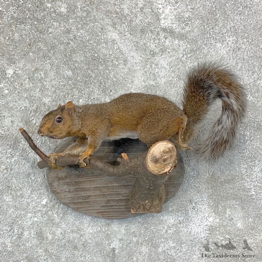 Grey Squirrel Life-Size Mount For Sale #22946 @ The Taxidermy Store
