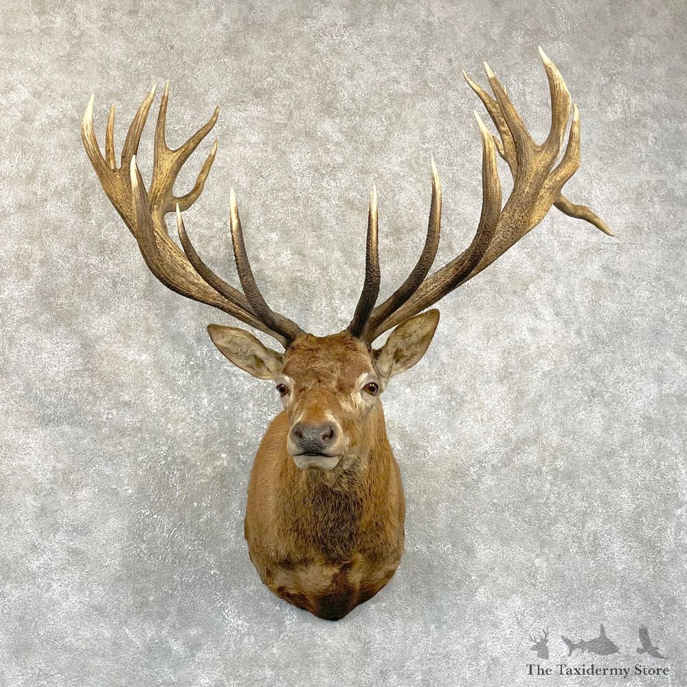 Red Stag Shoulder Mount For Sale #24944 @ The Taxidermy Store
