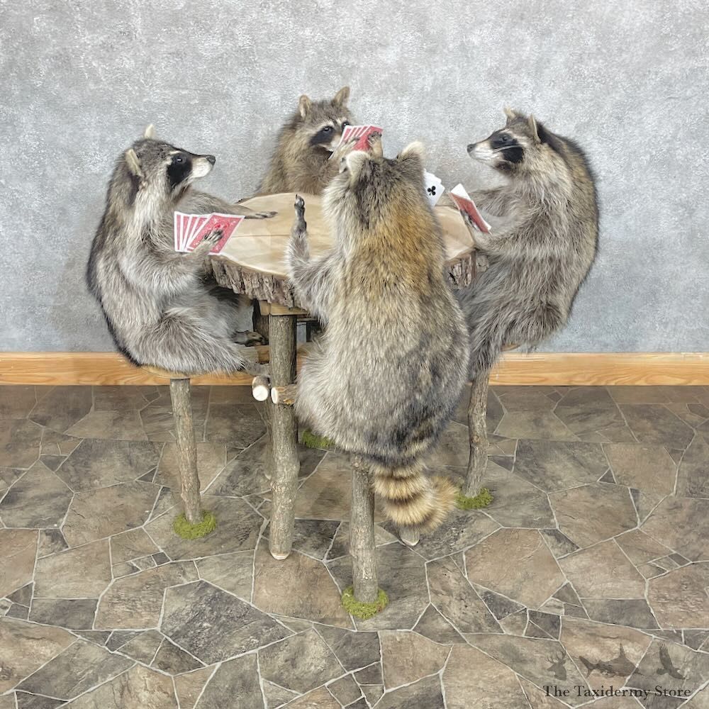 Poker Raccoons Novelty Mount For Sale #28735 @ The Taxidermy Store