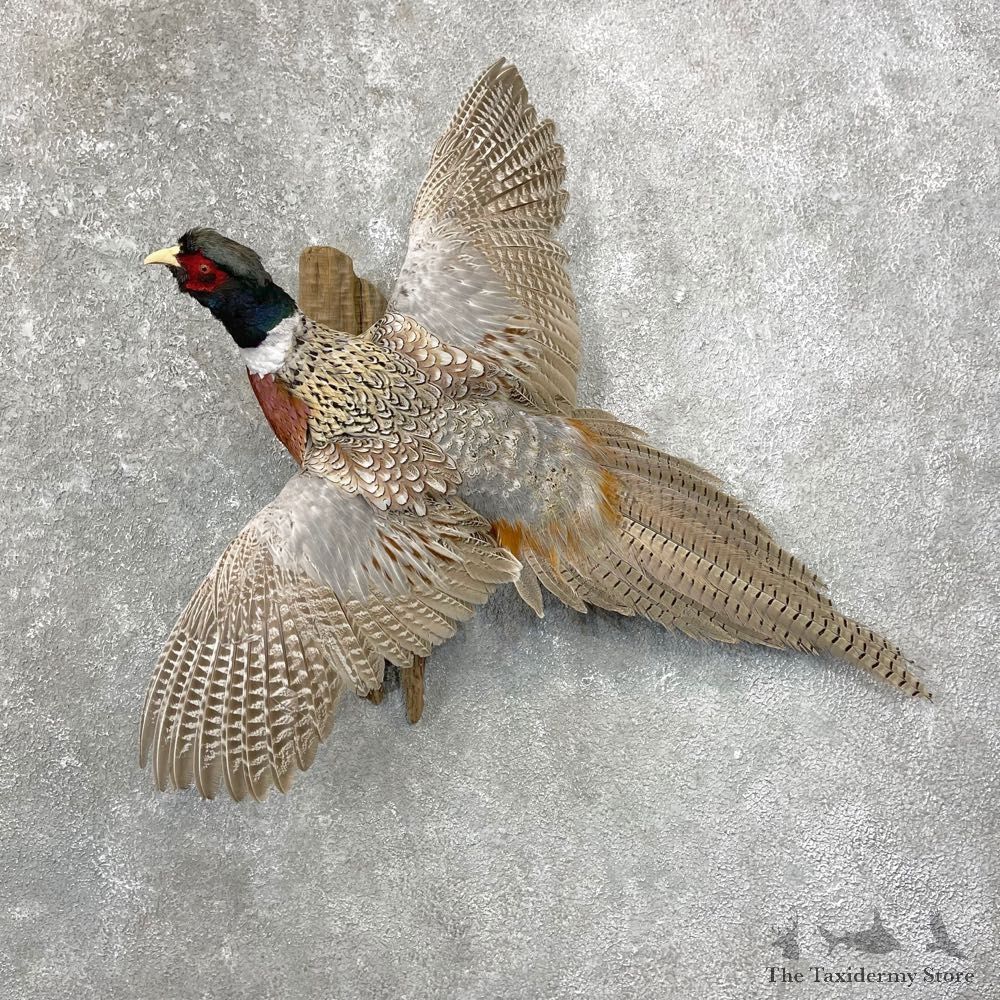 Ringneck Pheasant Bird Mount For Sale #24777 @ The Taxidermy Store