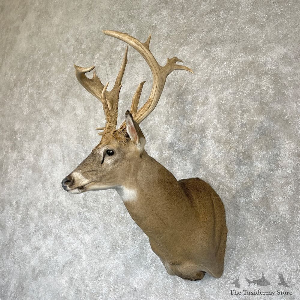 Whitetail Deer Shoulder Mount For Sale #28167 - The Taxidermy Store