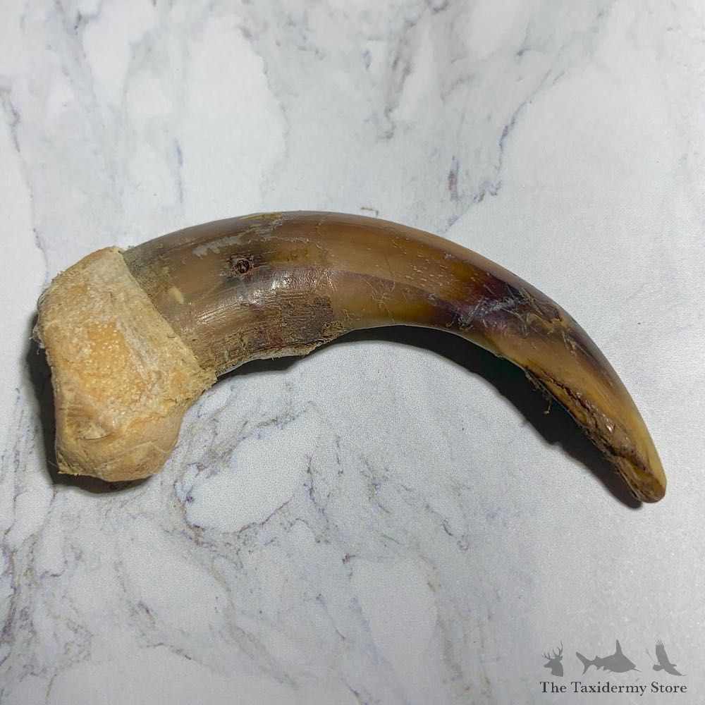 Grizzly Bear Claw For Sale #23778 - The Taxidermy Store