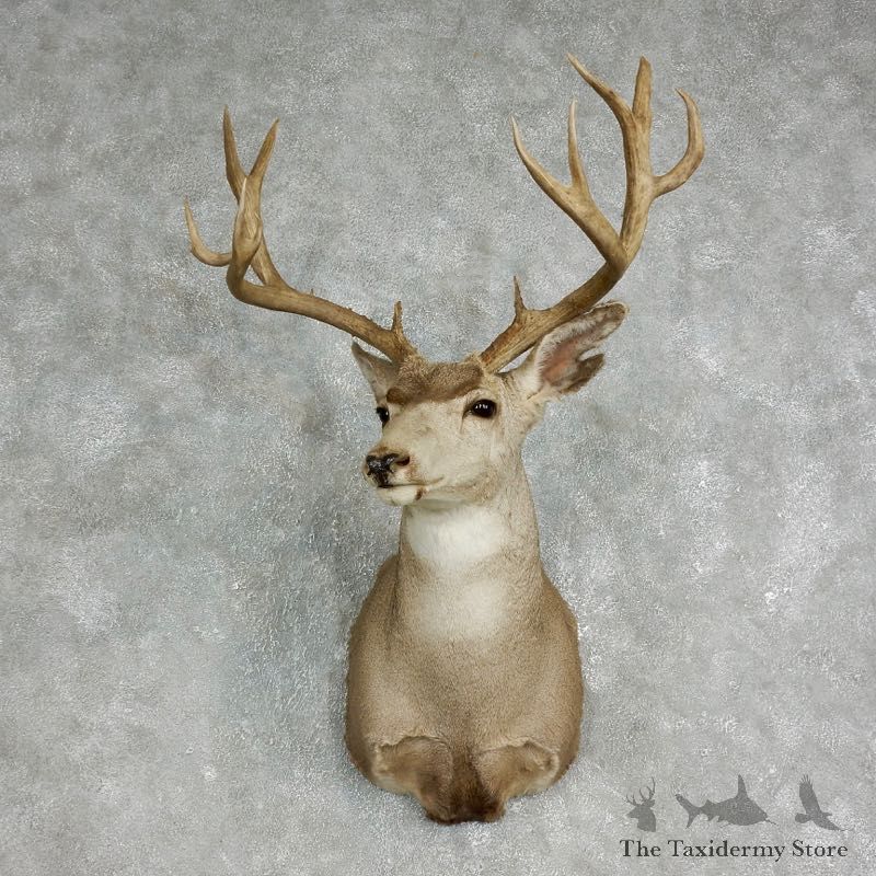 Mule Deer Shoulder Mount For Sale #17649 @ The Taxidermy Store