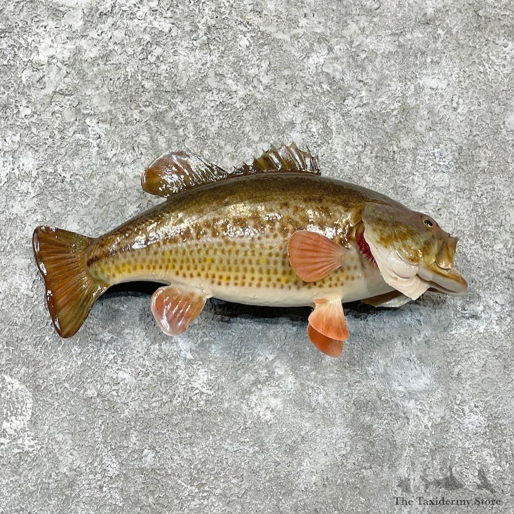 Largemouth Bass Fish Mount For Sale #27827 @ The Taxidermy Store