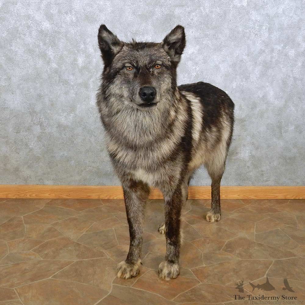 Alaskan Black Wolf Life-Size Mount For Sale #15026 @ The Taxidermy Store