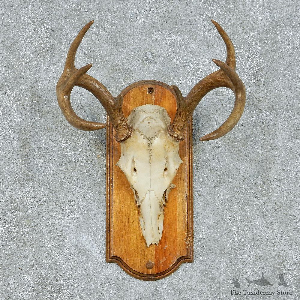 Whitetail Deer Skull & Horns Taxidermy Mount #13103 For Sale @ The Taxidermy Store