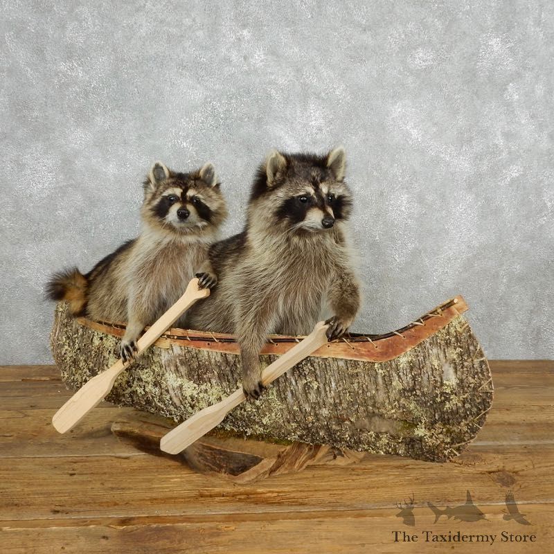 Canoeing Raccoons Novelty Mount For Sale #181478 @ The Taxidermy Store