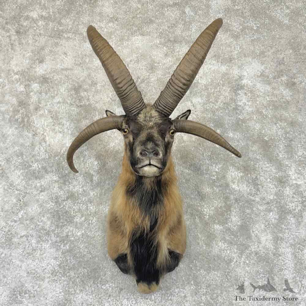 Jacobs Four Horn Ram Shoulder Mount For Sale #32359 @ The Taxidermy Store