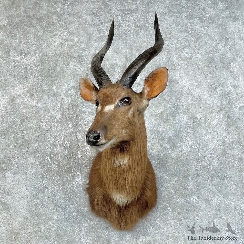 African Sitatunga Shoulder Mount #25845 For Sale @ The Taxidermy Store