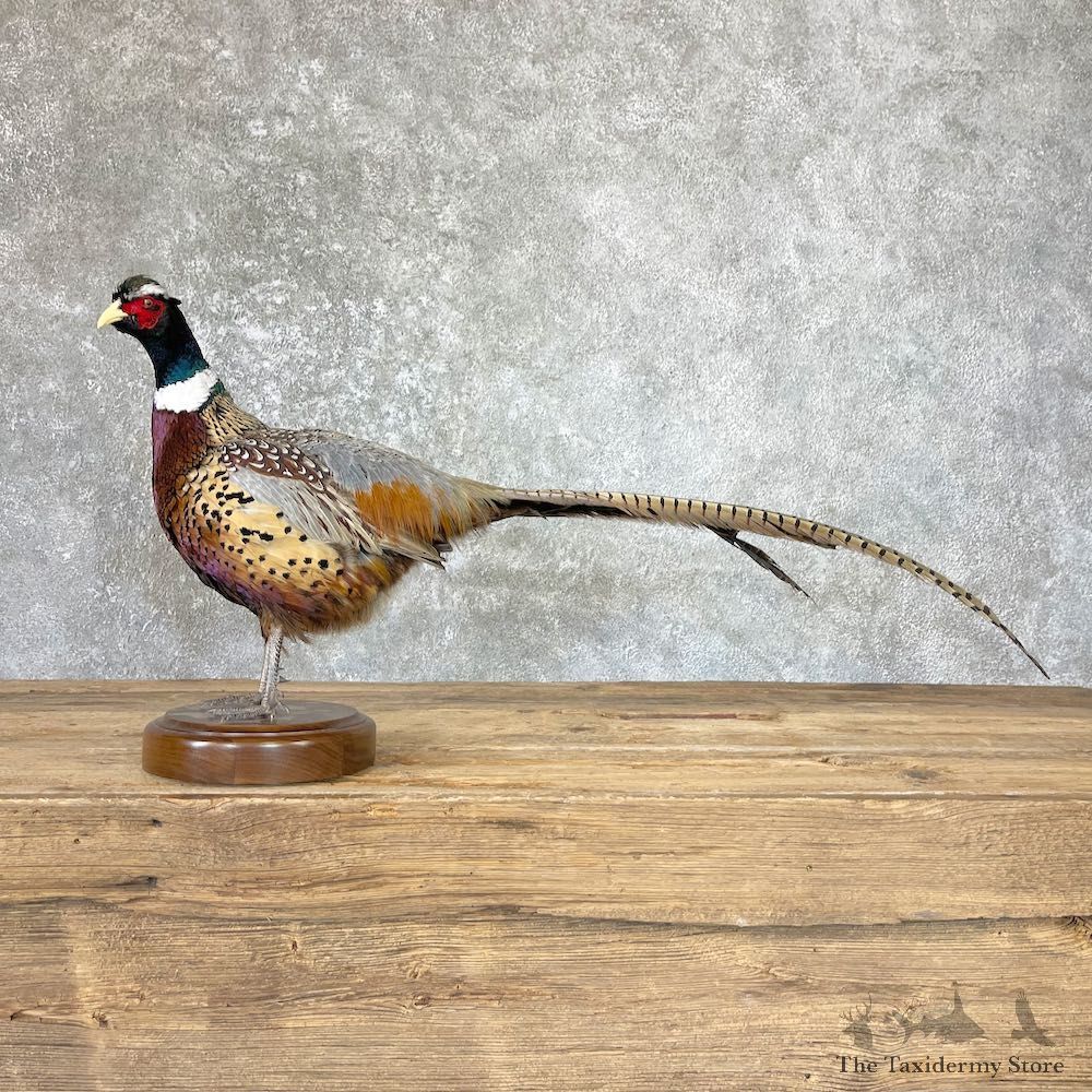 Ringneck Pheasant Bird Mount For Sale #26664 @ The Taxidermy Store