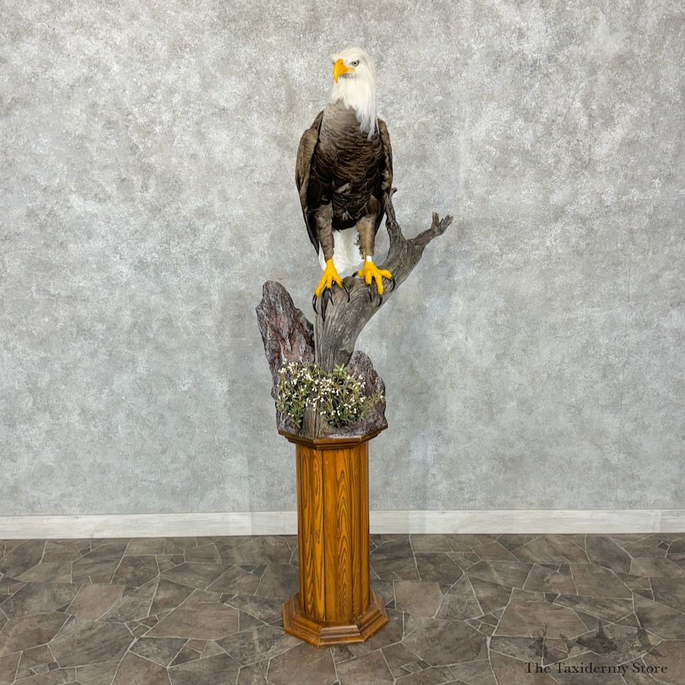 Reproduction Bald Eagle Bird Mount For Sale #29353 @ The Taxidermy Store