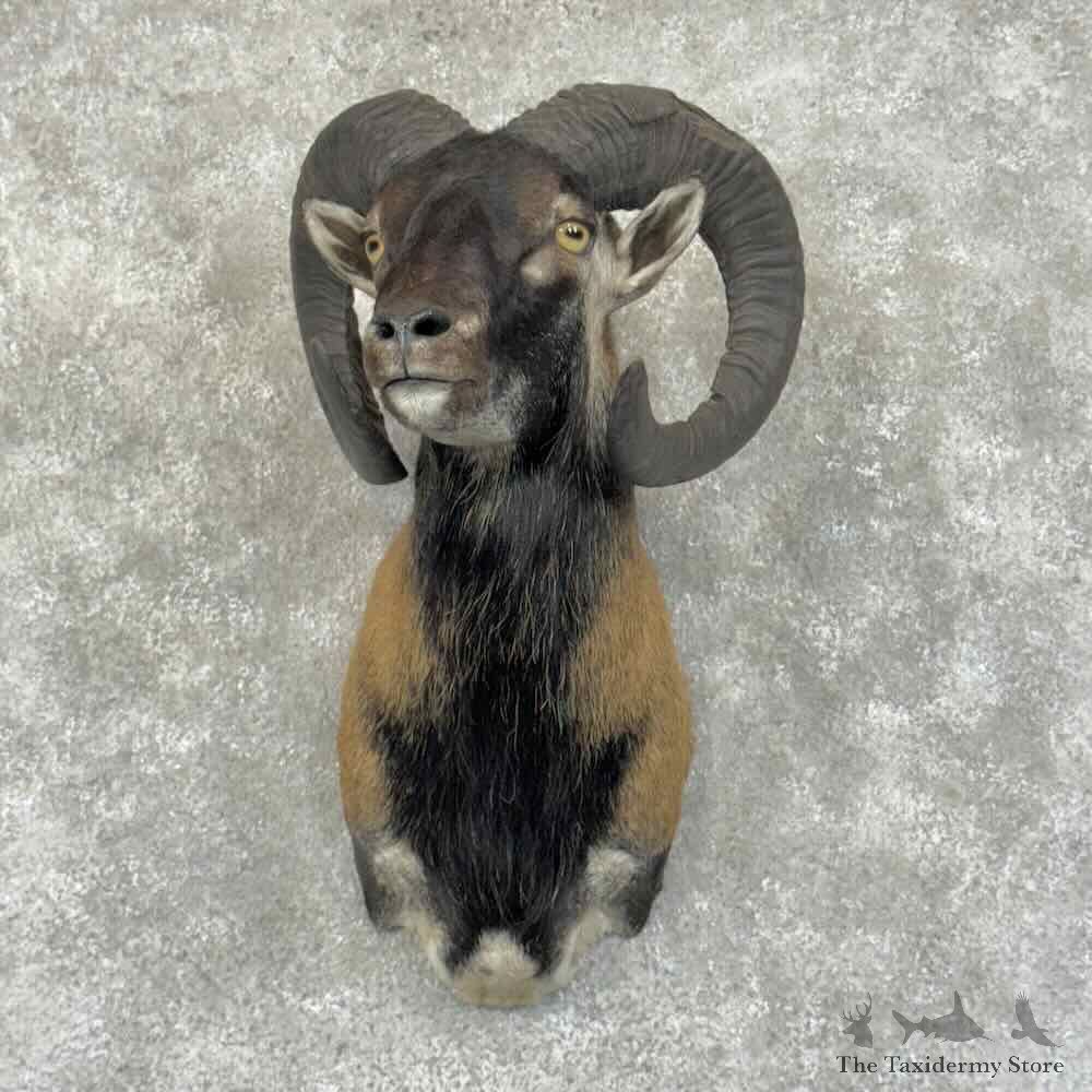 Corsican Ram Shoulder Mount For Sale #31176 @ The Taxidermy Store