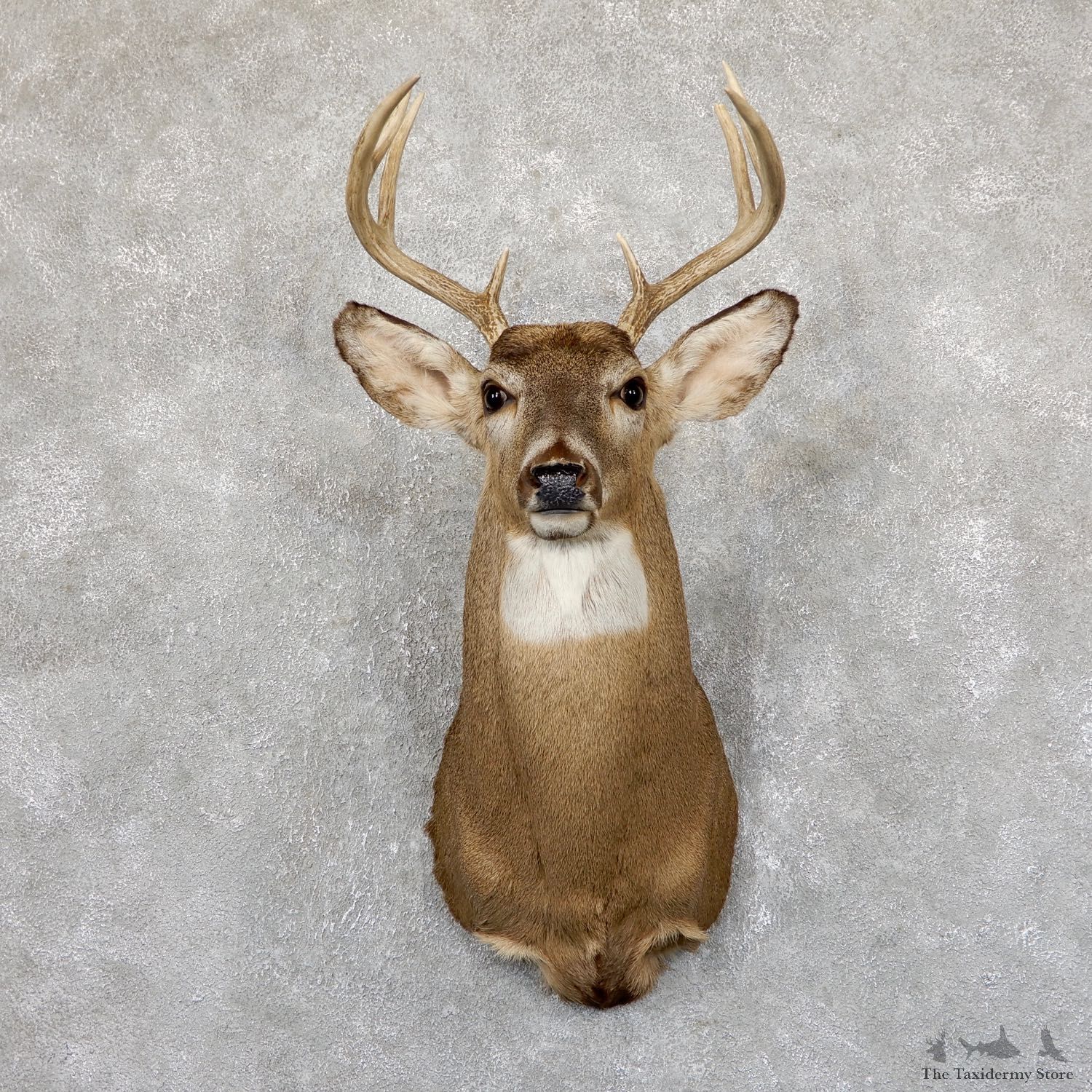 Whitetail Deer Shoulder Mount #19542 For Sale - The Taxidermy Store
