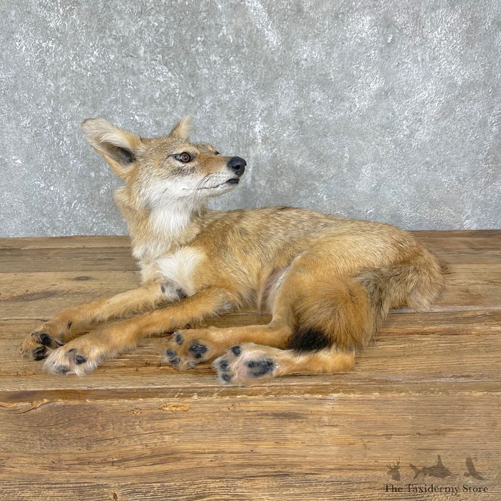 Coyote Pup Life-Size Mount For Sale #24333 @ The Taxidermy Store