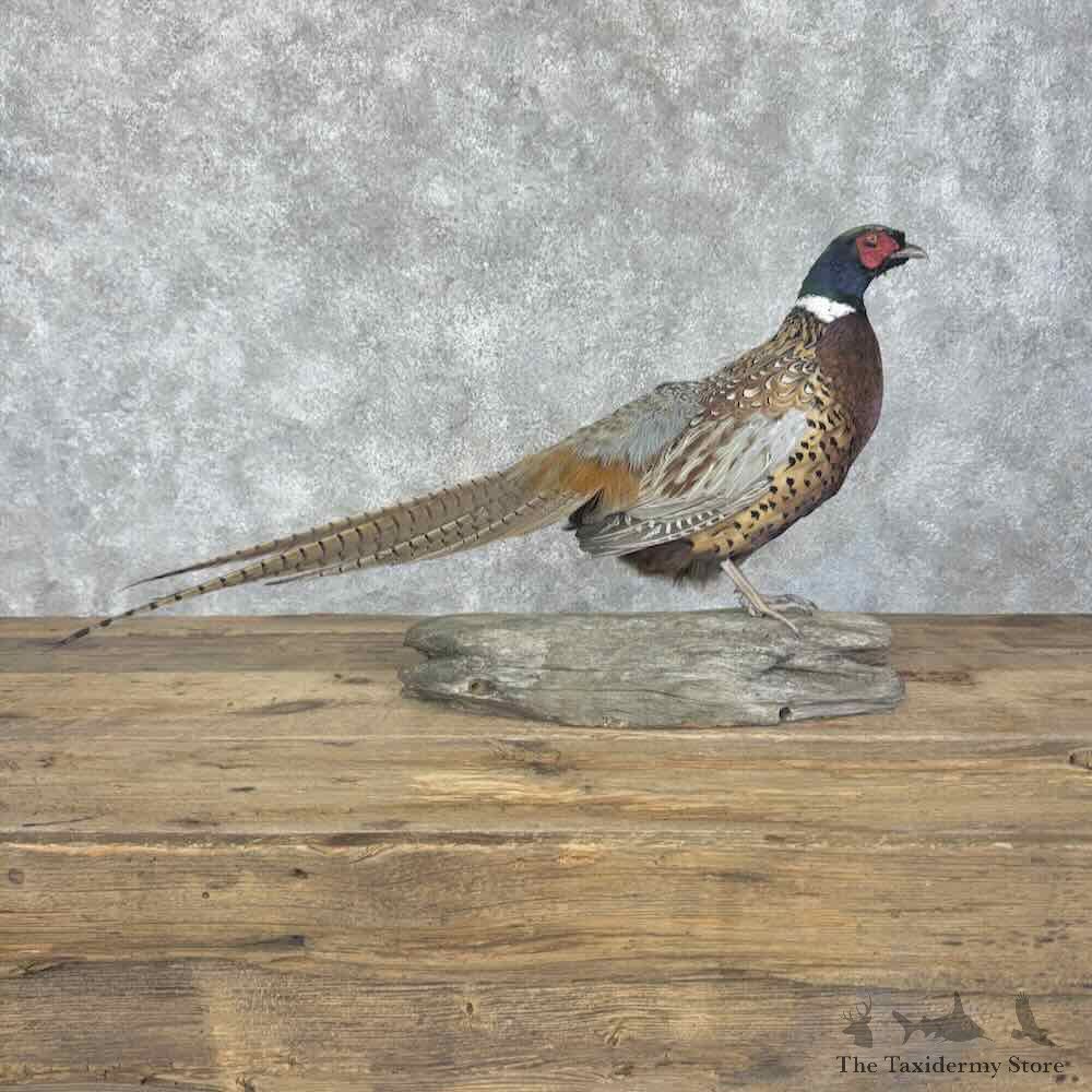 Ringneck Pheasant Bird Mount For Sale #31970 @ The Taxidermy Store