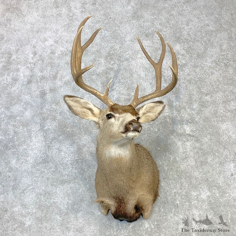 Mule Deer Shoulder Mount For Sale #23086 @ The Taxidermy Store