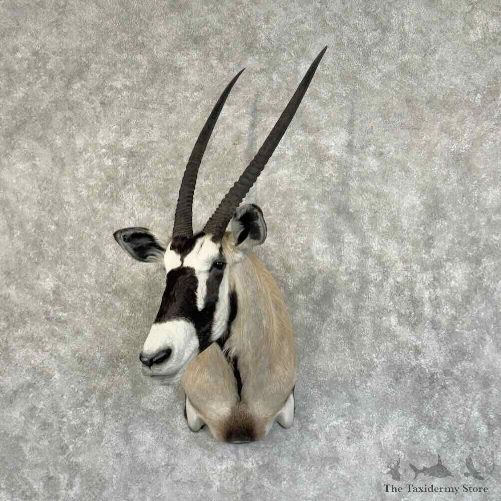 Gemsbok Oryx Shoulder Mount For Sale #30935 @ The Taxidermy Store