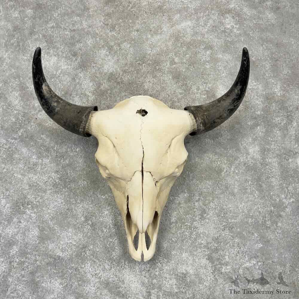 American Buffalo Bison Skull Mount For Sale #30436 @ The Taxidermy Store