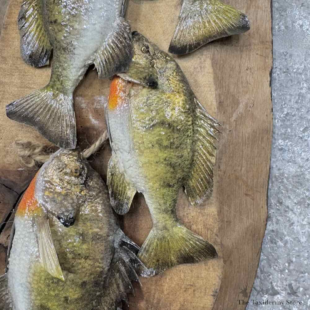 Bluegill Stringer Fish Mount For Sale #30463 @ The Taxidermy Store
