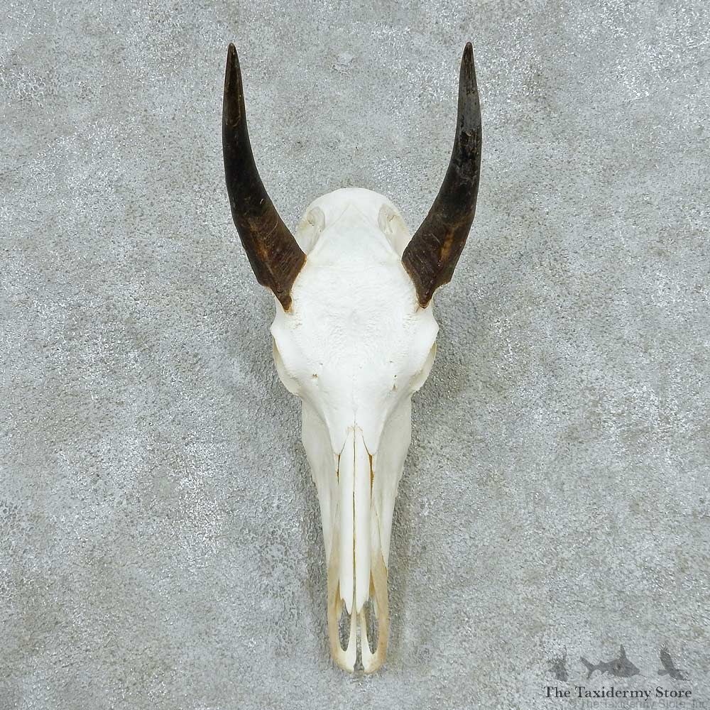 Nilgai Skull Horns European Mount #13646 For Sale @ The Taxidermy Store