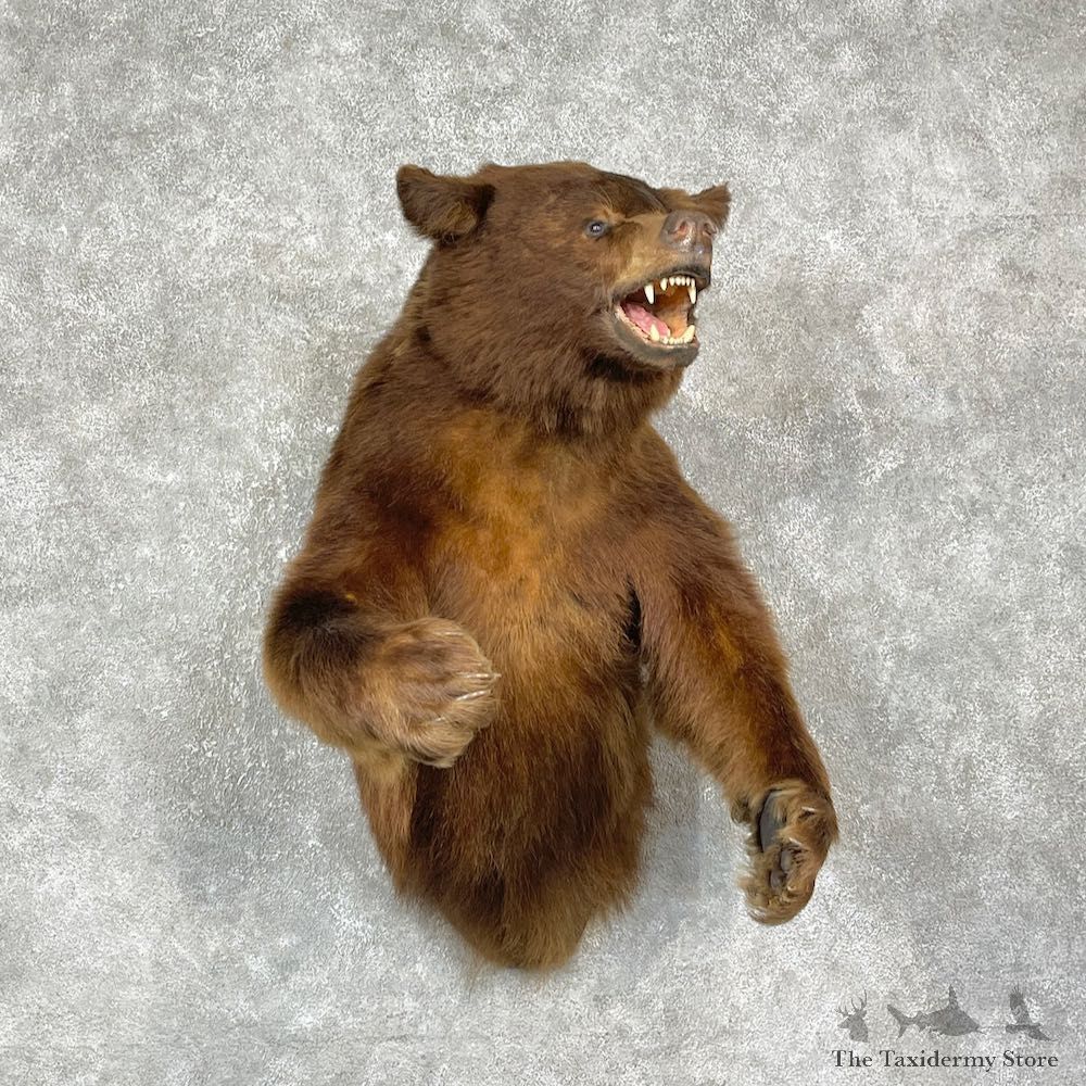 Chocolate Phase Black Bear Half-Life-Size Mount For Sale #25409 @ The Taxidermy Store