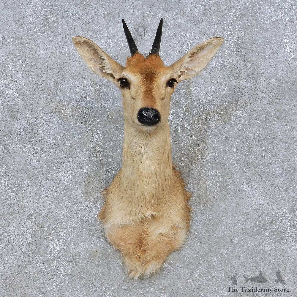 African Grey Duiker Shoulder Mount For Sale #19172 @ The Taxidermy Store