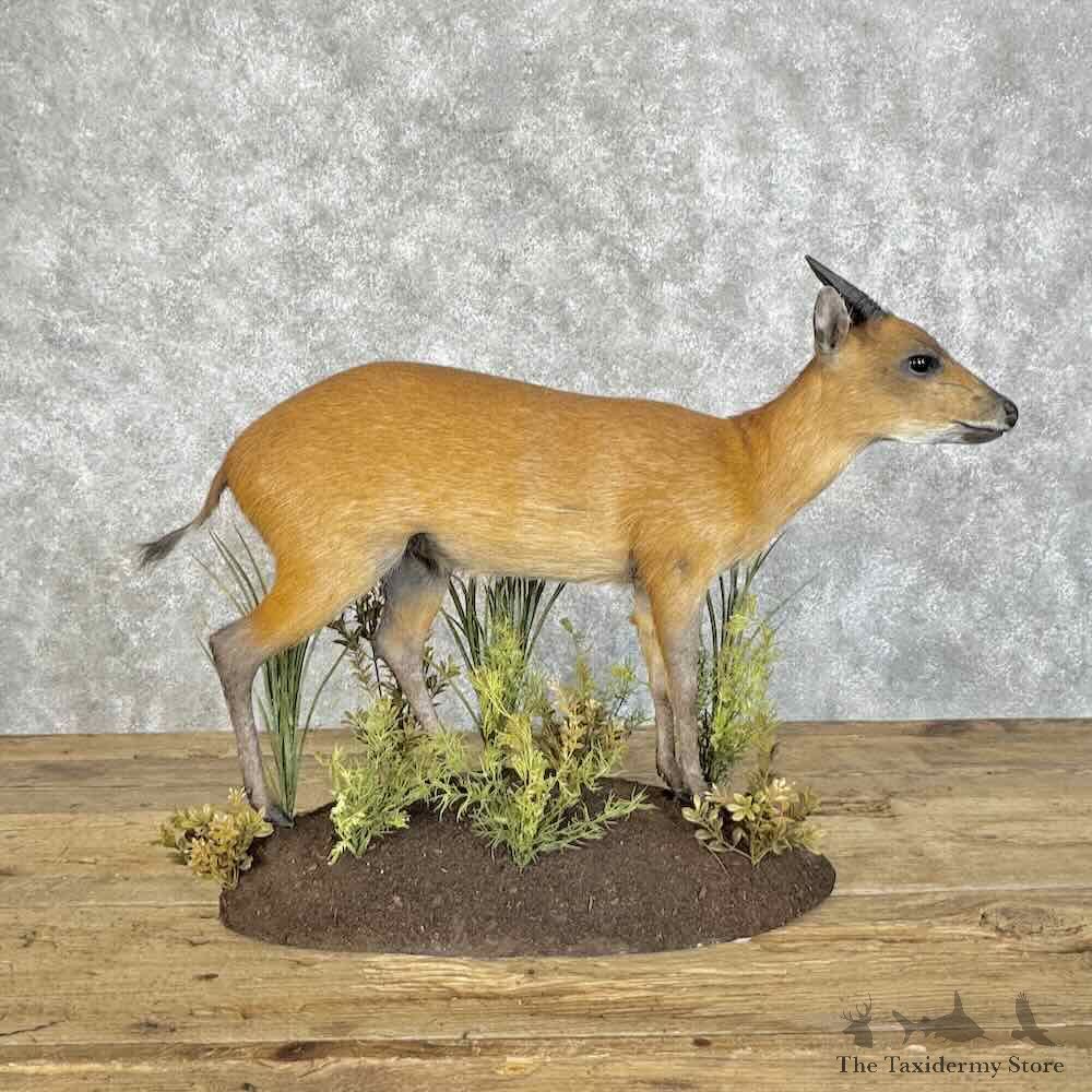 Weyns Duiker Life-Size Mount For Sale #31081 @ The Taxidermy Store