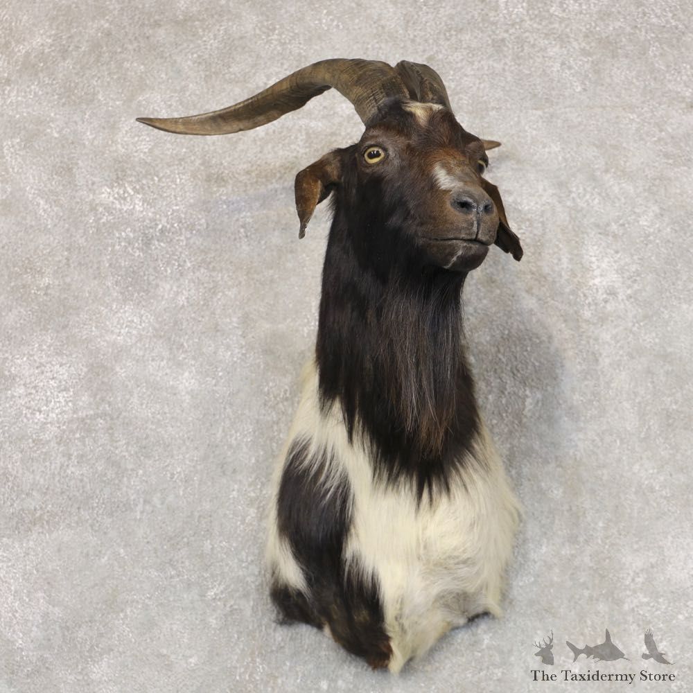 Catalina Goat Shoulder Mount For Sale #22523 @ The Taxidermy Store