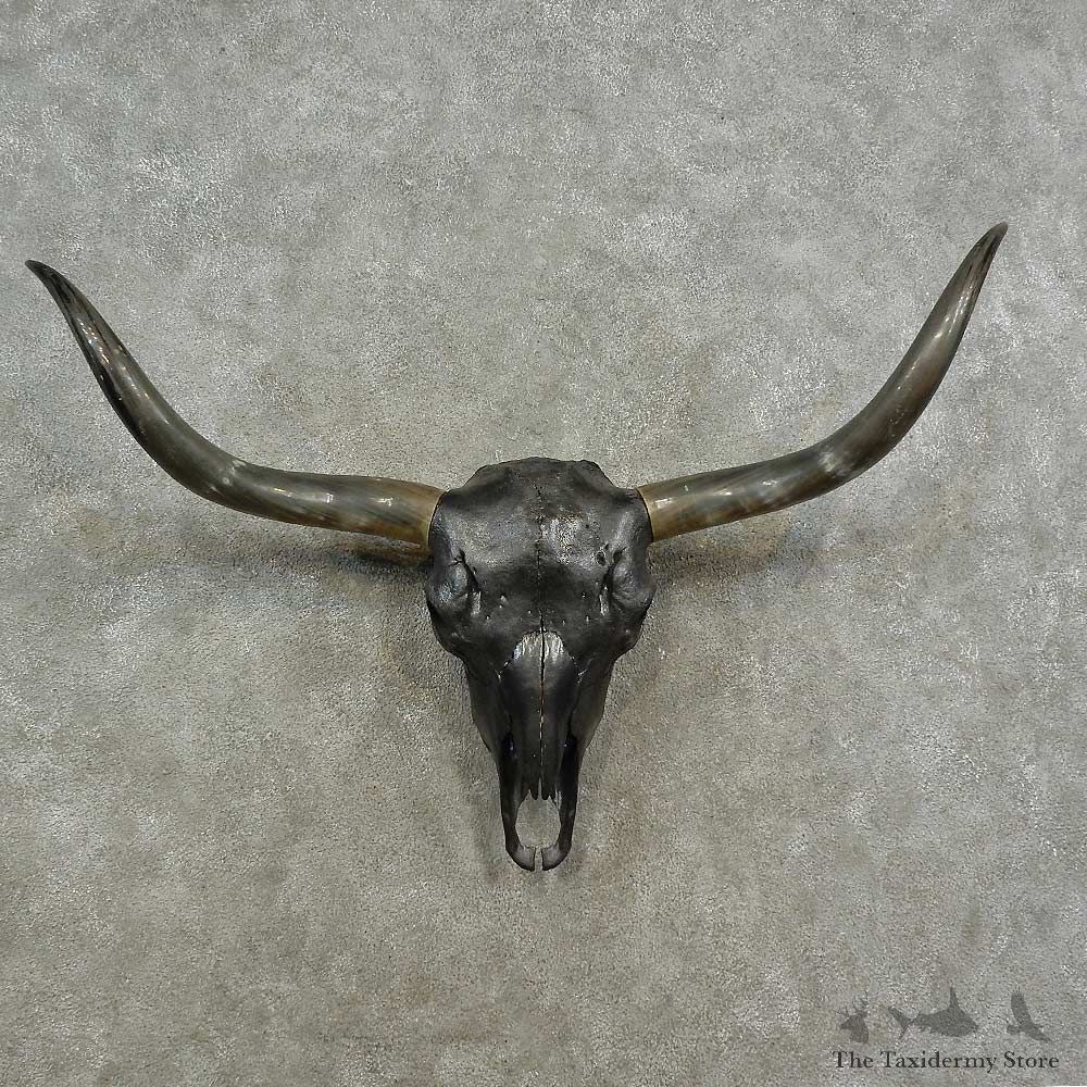 Longhorn Steer Skull European Mount For Sale #16902 @ The Taxidermy Store