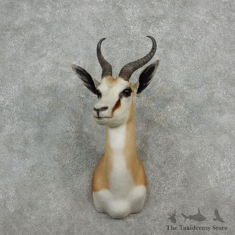 Springbok Shoulder Mount For Sale #17246 @ The Taxidermy Store