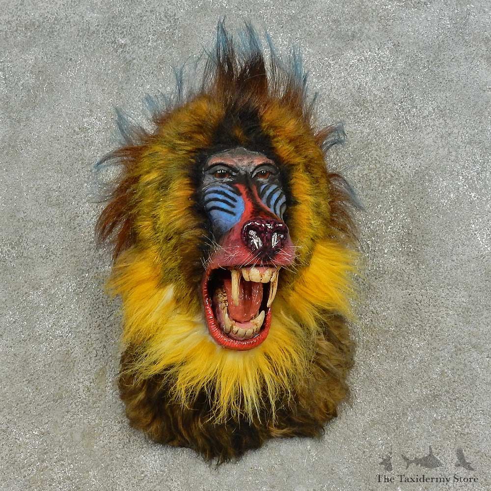 Reproduction Mandrill Baboon Shoulder Mount For Sale #16604 @ The Taxidermy Store