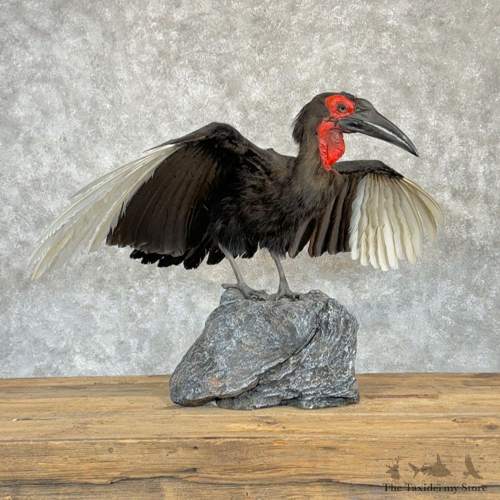 Southern Ground Hornbill Life-Size Mount For Sale #29736 @ The Taxidermy Store