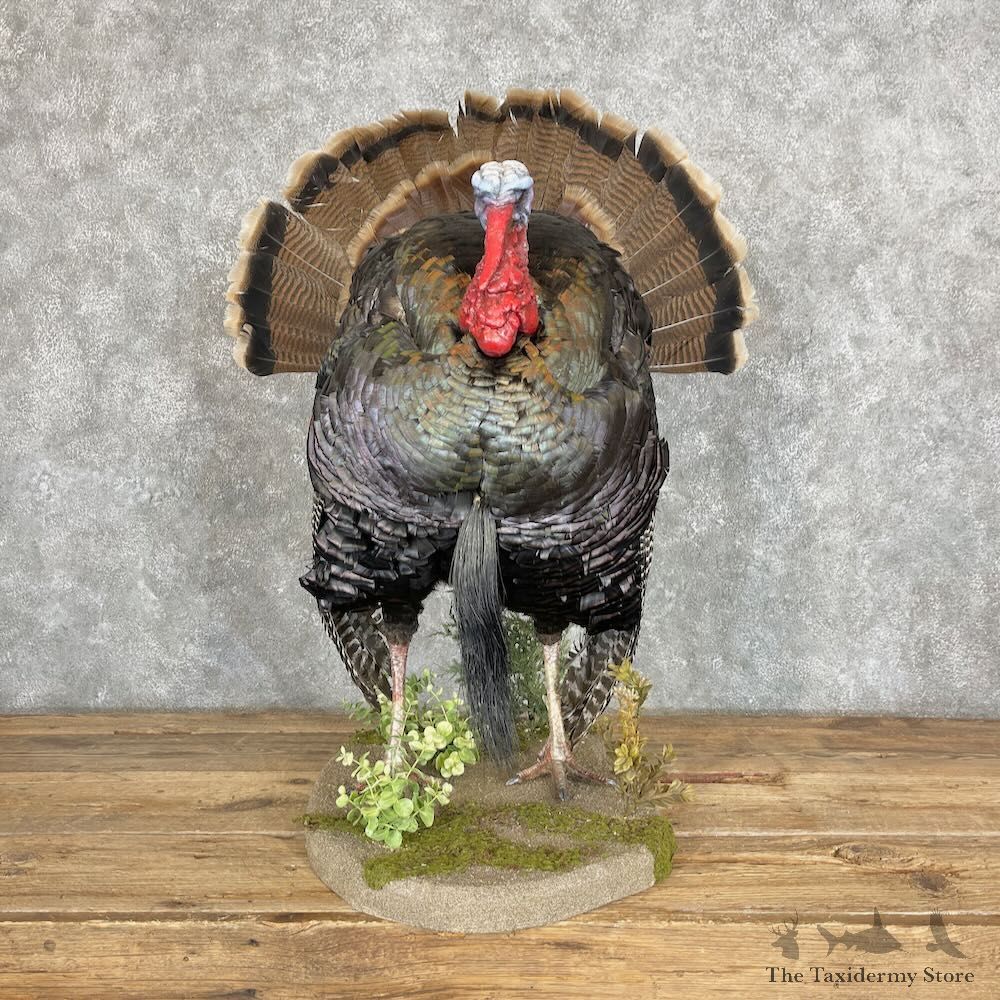 Rio Grande Turkey Life Size Mount For Sale #27365 @ The Taxidermy Store