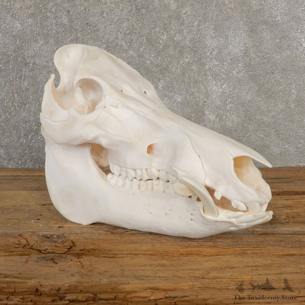 Wild Boar Full Skull Mount #20634 For Sale @ The Taxidermy Store