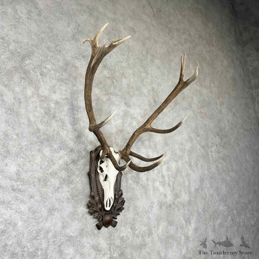 Iberian Red Deer Stag Skull Plaque Mount For Sale #30429 @ The Taxidermy Store