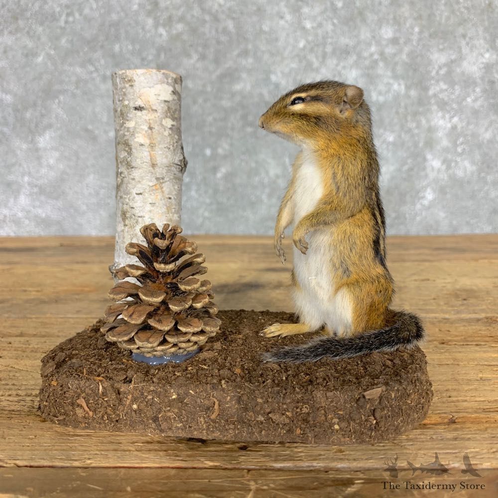 Chipmunk Life-Size Mount For Sale #23475 @ The Taxidermy Store
