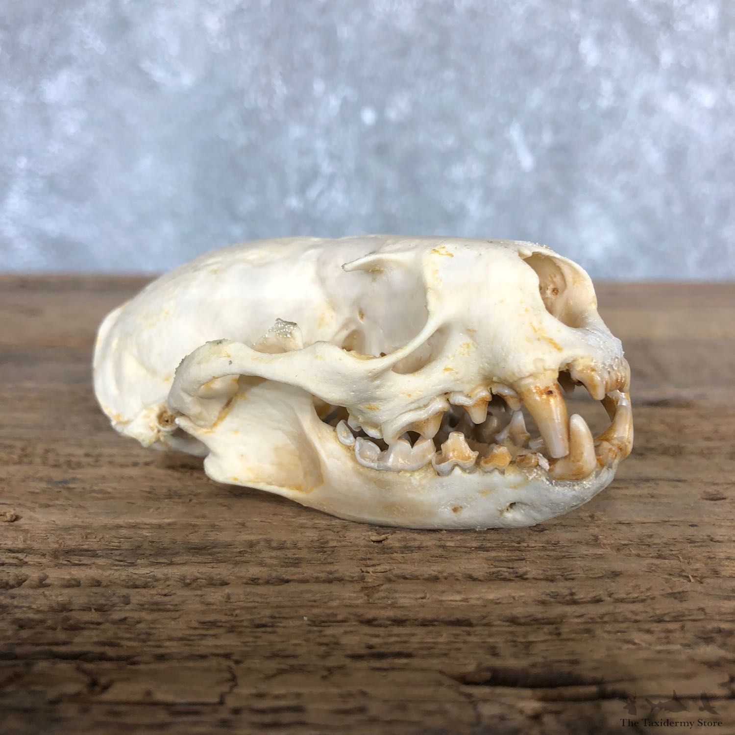River Otter Full Skull Mount For Sale #19834 @ The Taxidermy Store