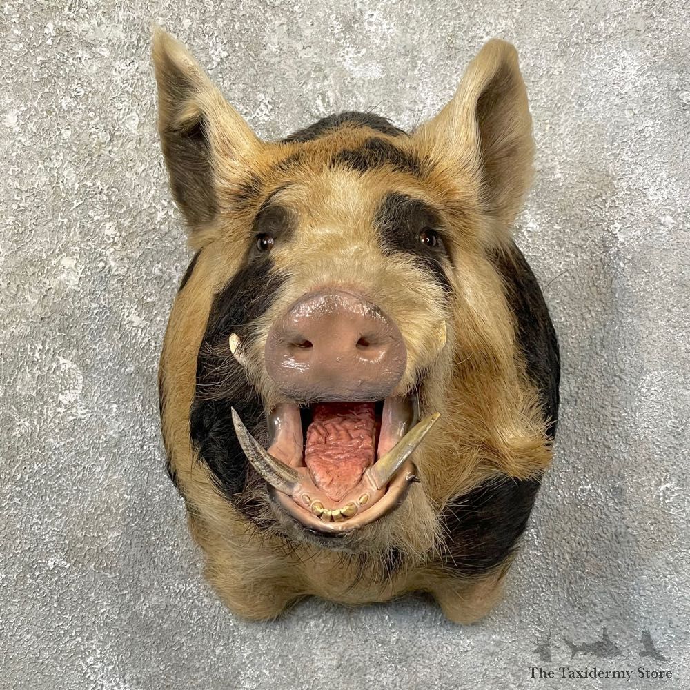 Wild Boar Shoulder Mount For Sale #25154 @ The Taxidermy Store