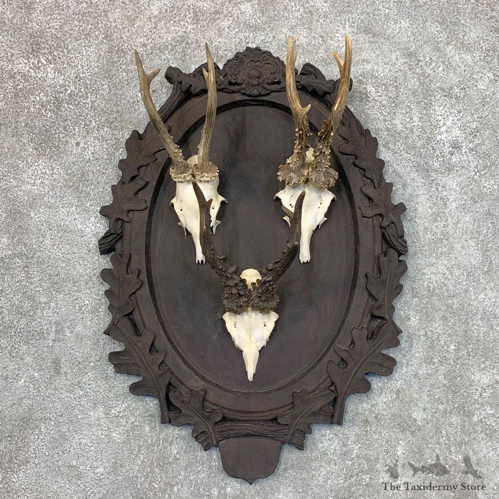 Roe Deer Plaque Mount For Sale #22717 @ The Taxidermy Store
