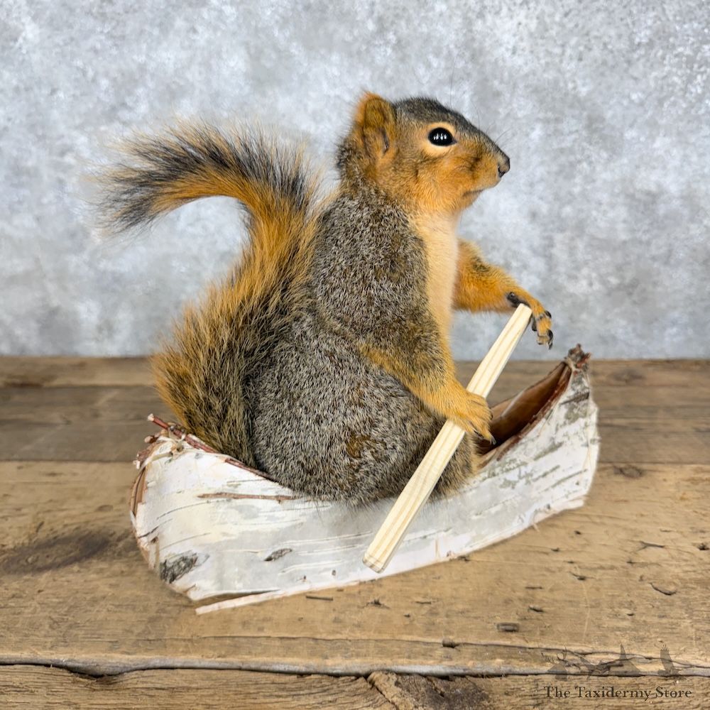 Canoe Fox Squirrel Novelty Mount For Sale #29499 @ The Taxidermy Store