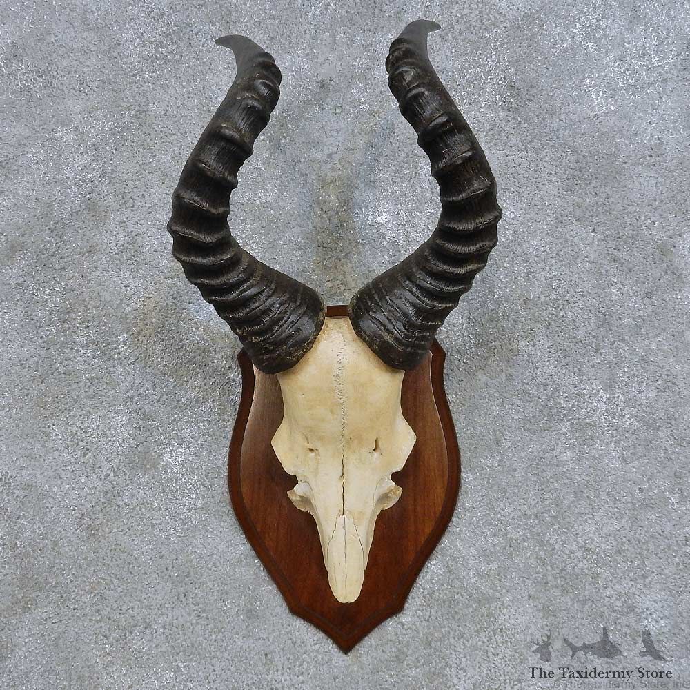 Hartebeest Skull Cap & Horns Mount For Sale #14621 @ The Taxidermy Store