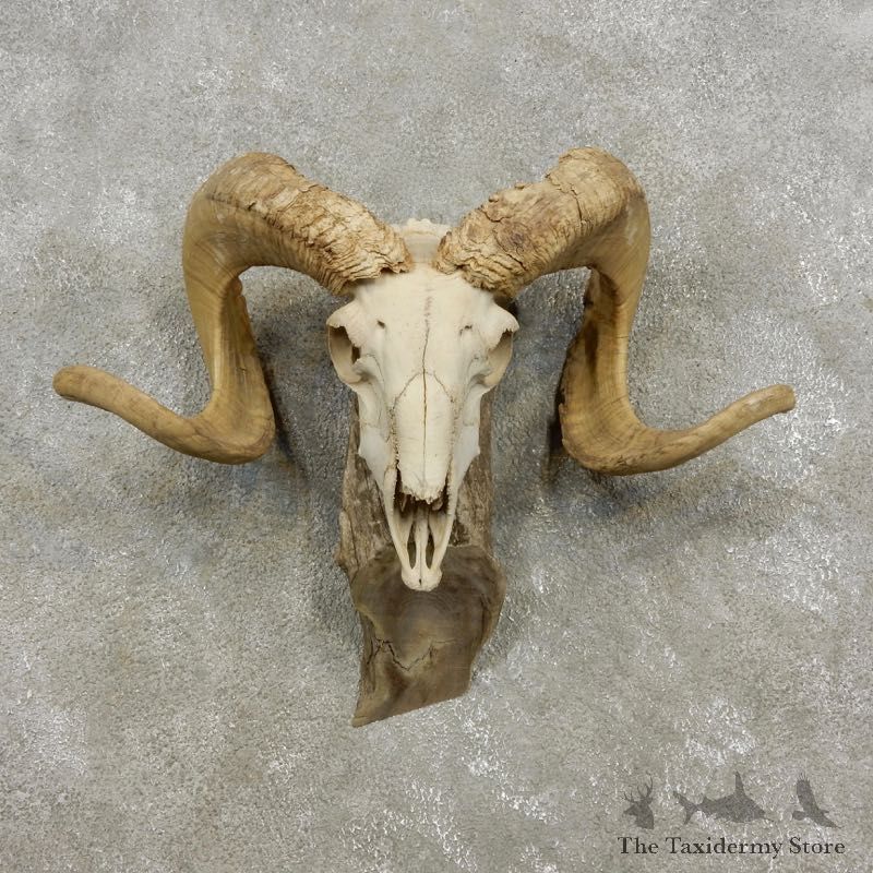 Corsican Ram Skull European Mount For Sale #17297 @ The Taxidermy Store