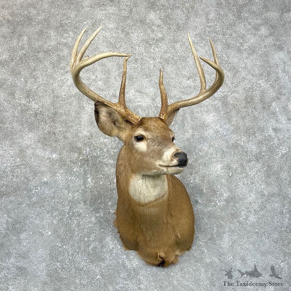 Whitetail Deer Shoulder Mount #24668 For Sale - The Taxidermy Store